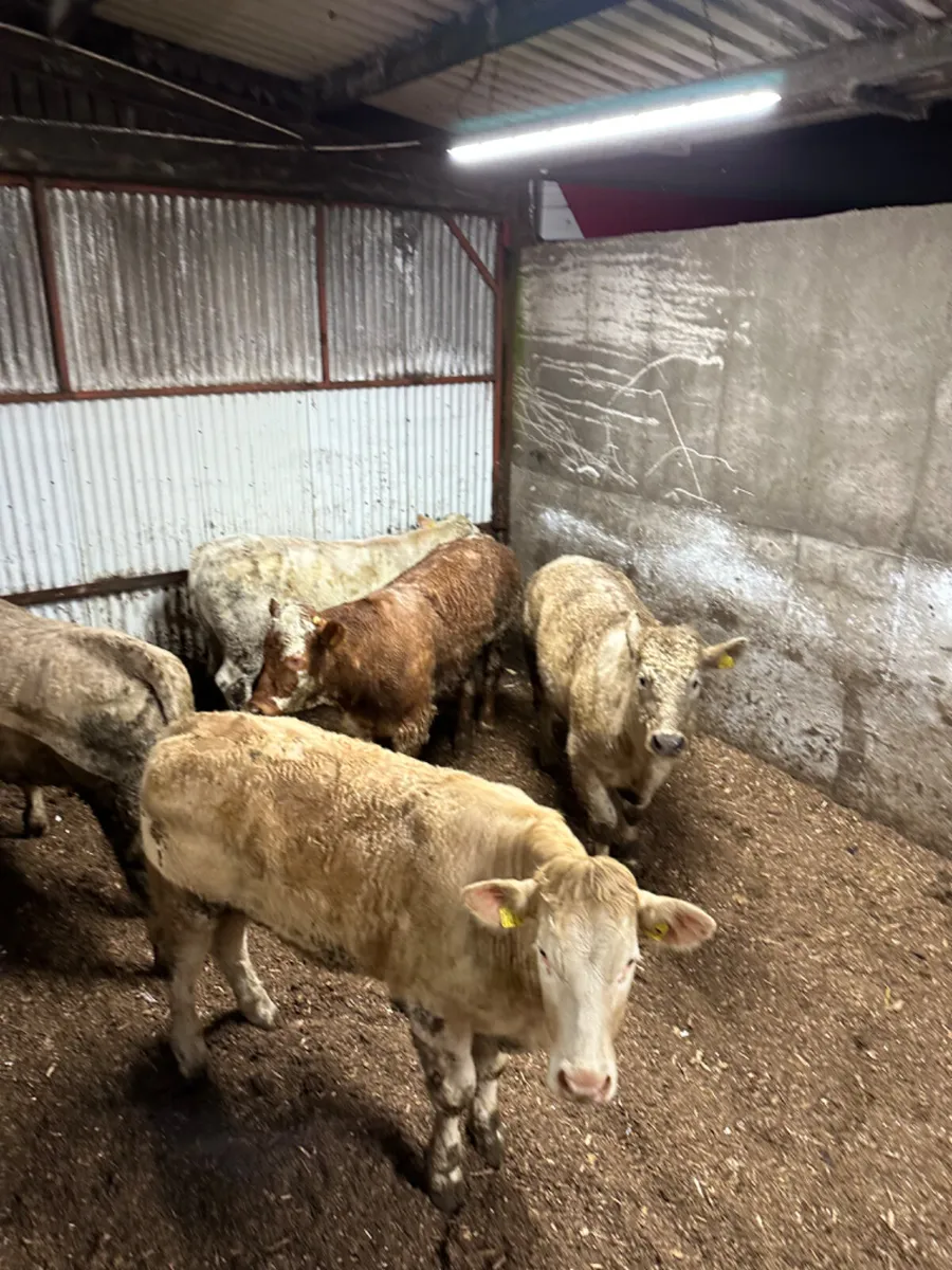 Forward Charolais bullocks - Image 1