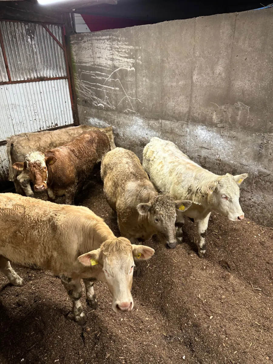 Forward Charolais bullocks - Image 3