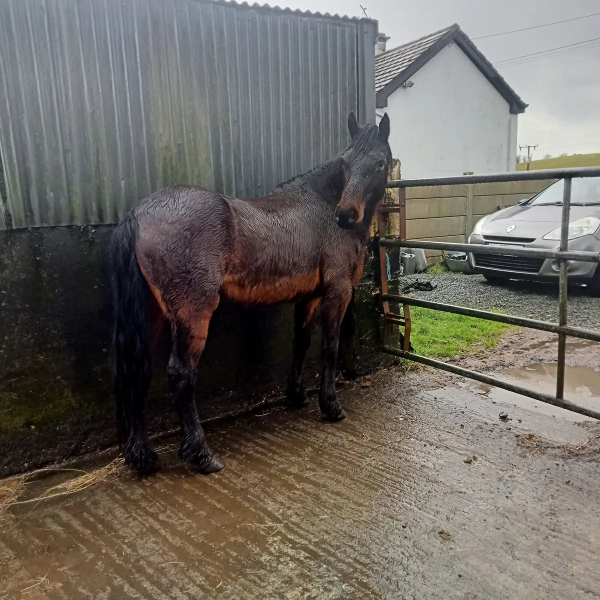Bay connemara mare - Image 2