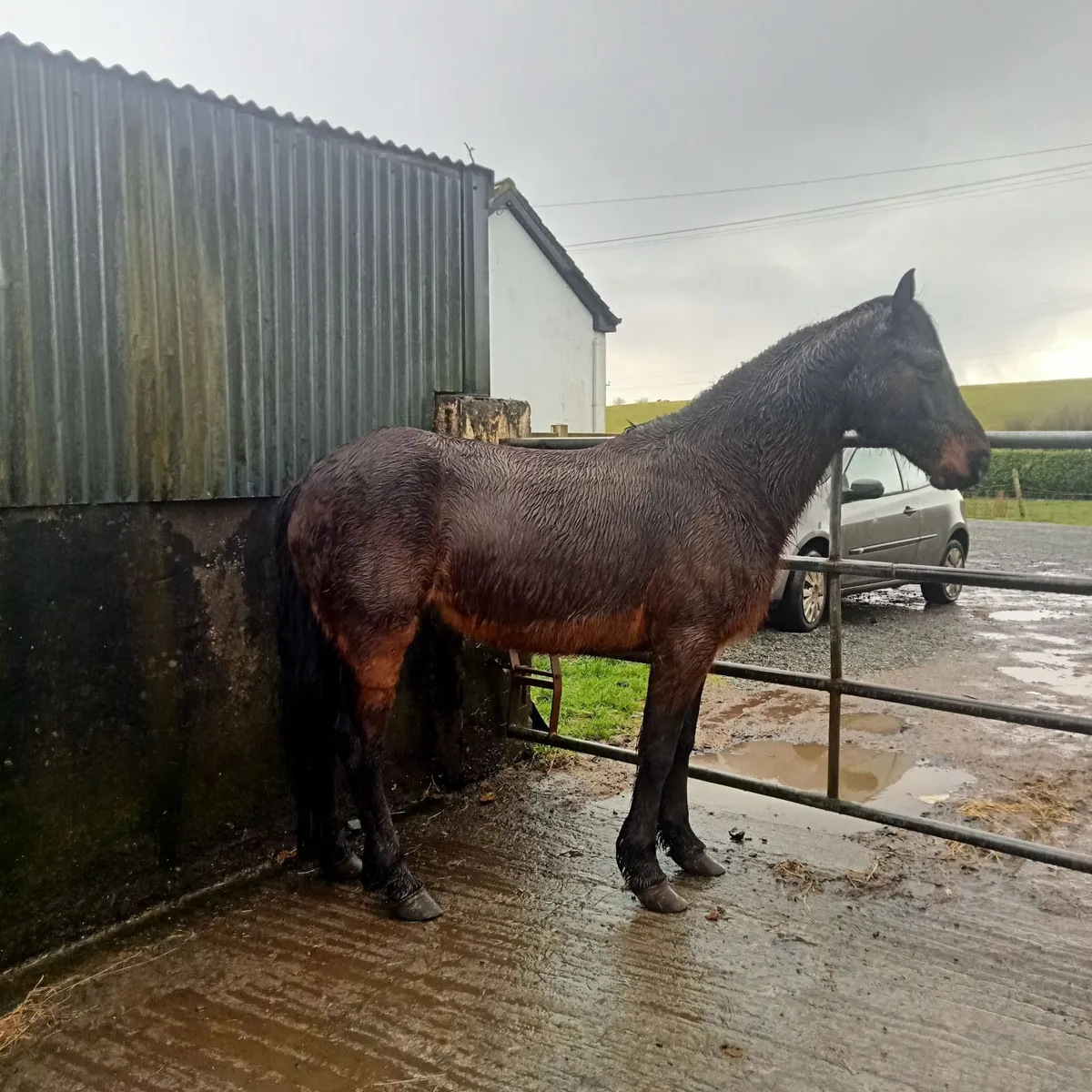 Bay connemara mare - Image 1