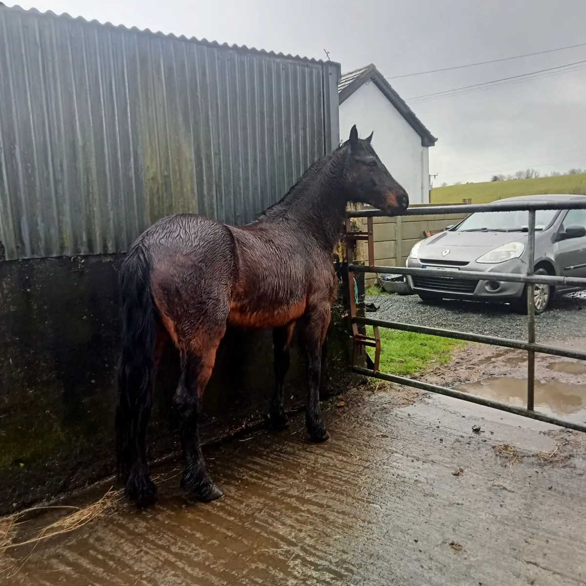 Bay connemara mare - Image 3