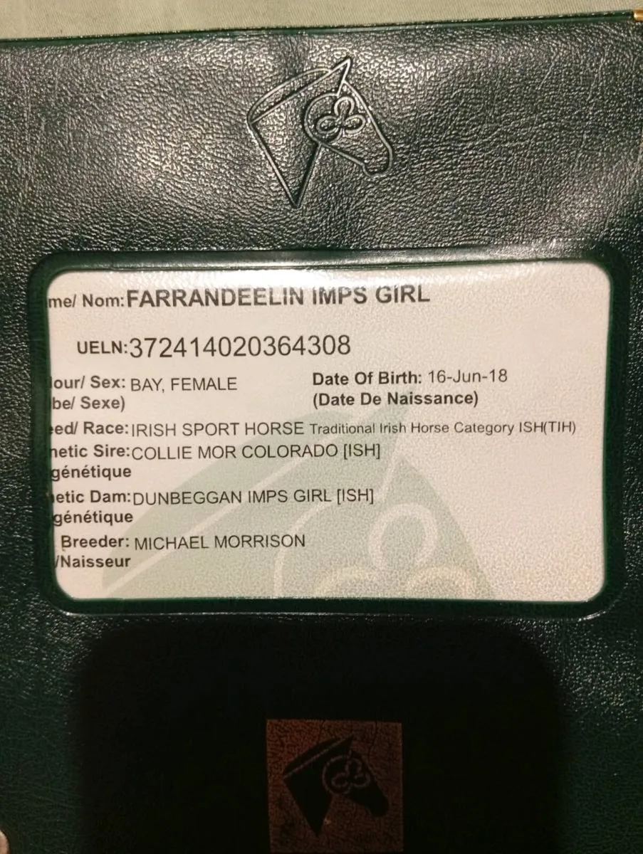 Gorgeous top quality Sports horse broodmare - Image 3