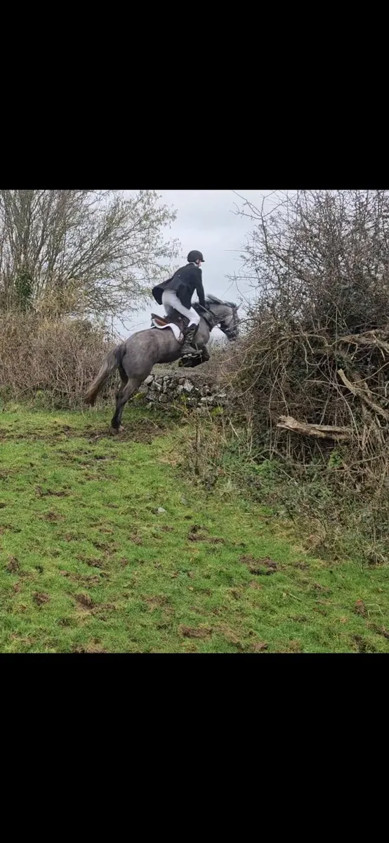 14.1 cob gelding - Image 4