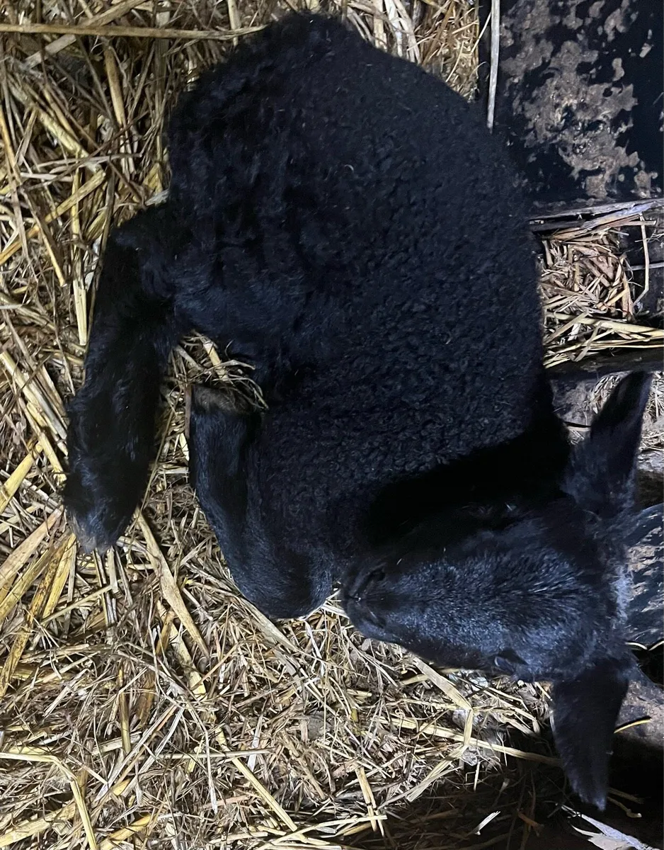 2 Lambs - Image 1