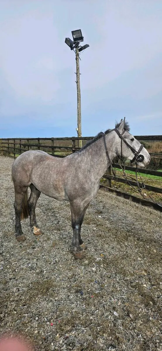 14.1 cob gelding - Image 2