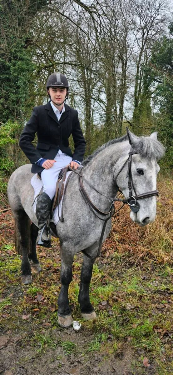 14.1 cob gelding - Image 3