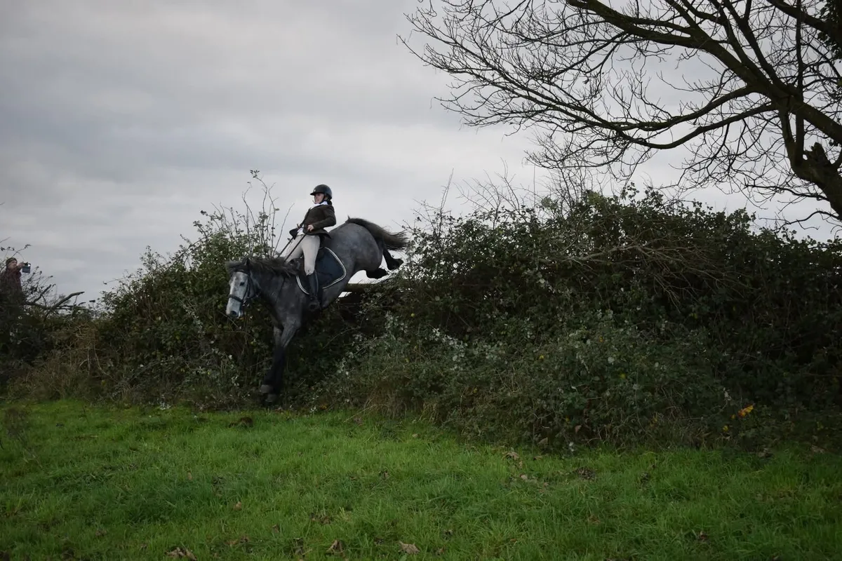 14.1 cob gelding - Image 1
