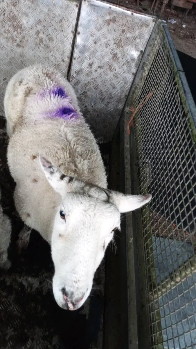 Foster ewe 🐑 - Image 3