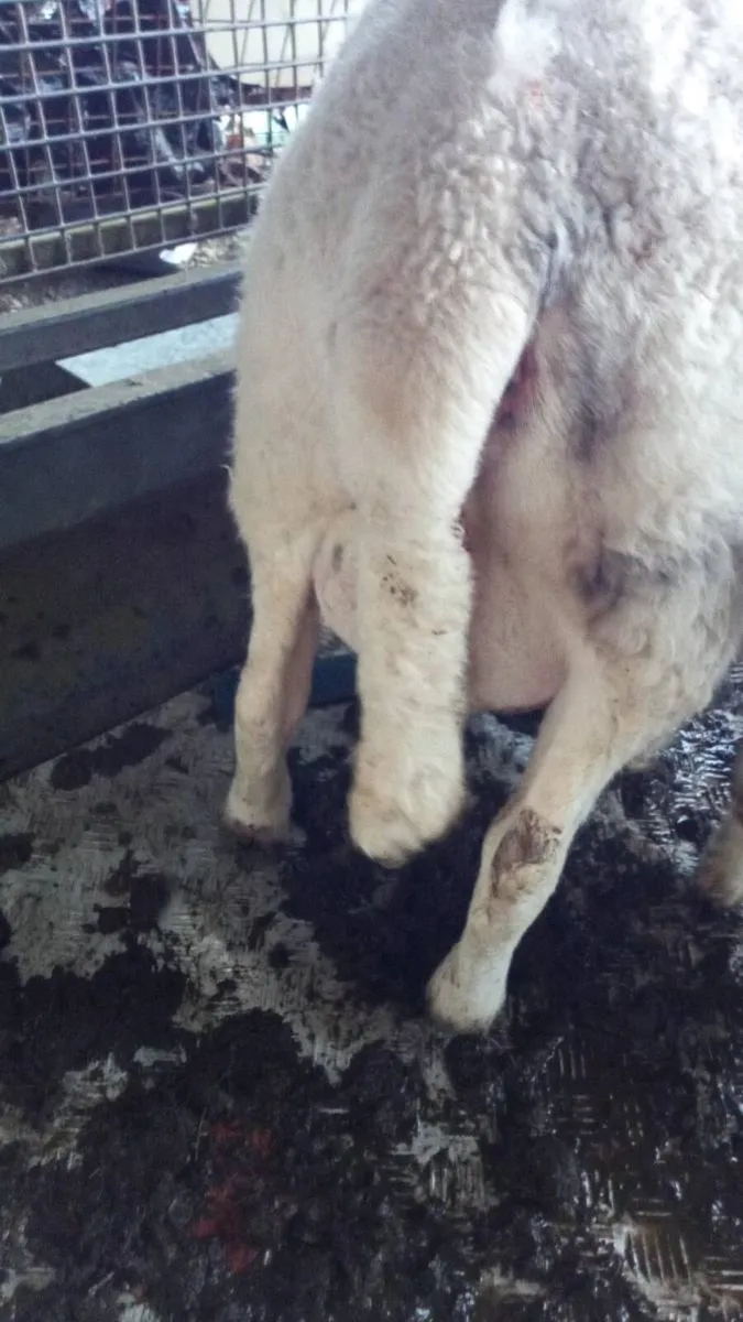 Foster ewe 🐑 - Image 1