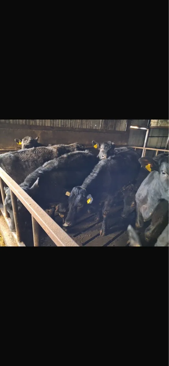 Angus weanlings - Image 1