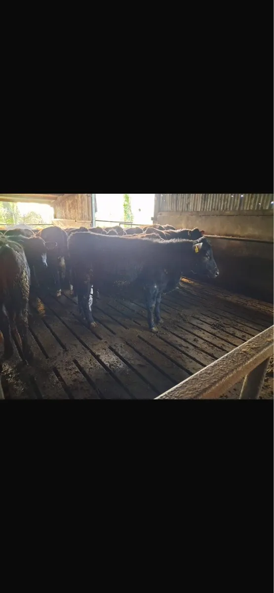 Angus weanlings - Image 3