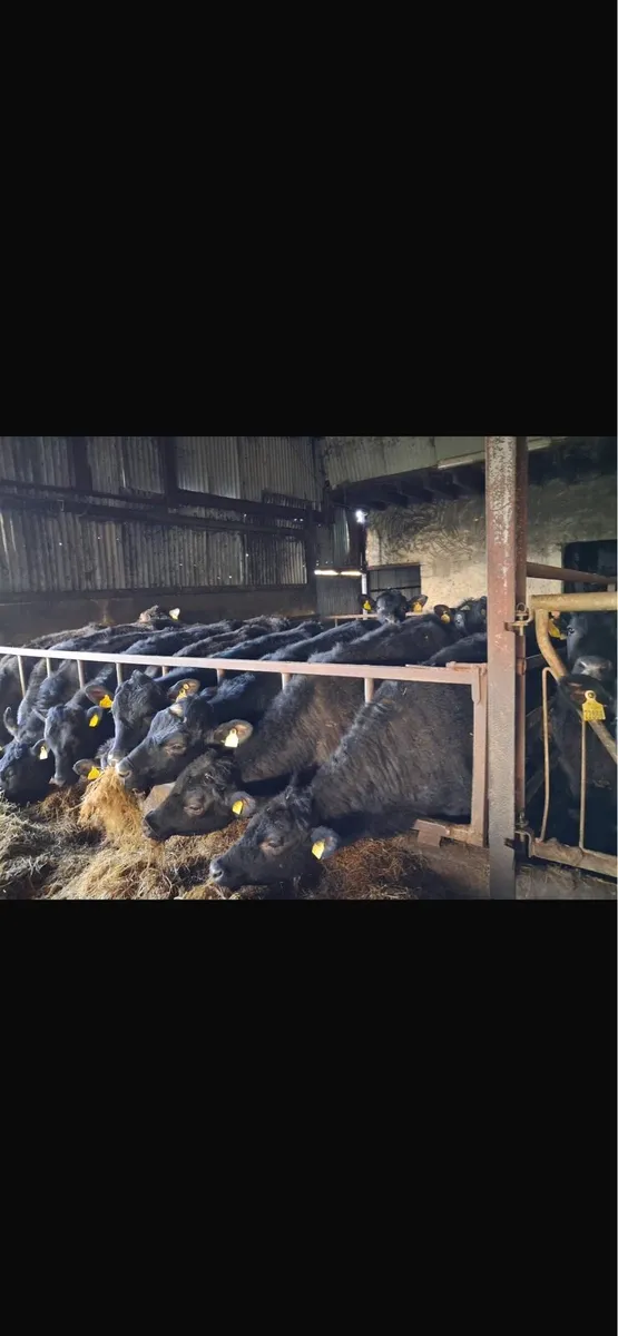 Angus weanlings - Image 4