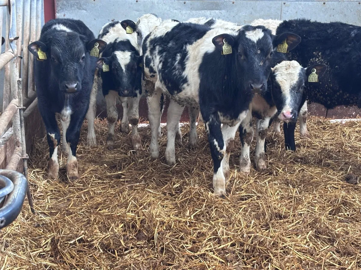 5 top quality weanlings for sale - Image 1