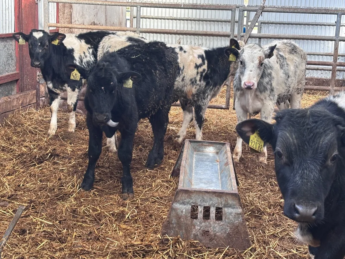 5 top quality weanlings for sale - Image 2