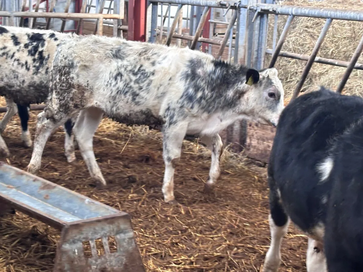 5 top quality weanlings for sale - Image 3