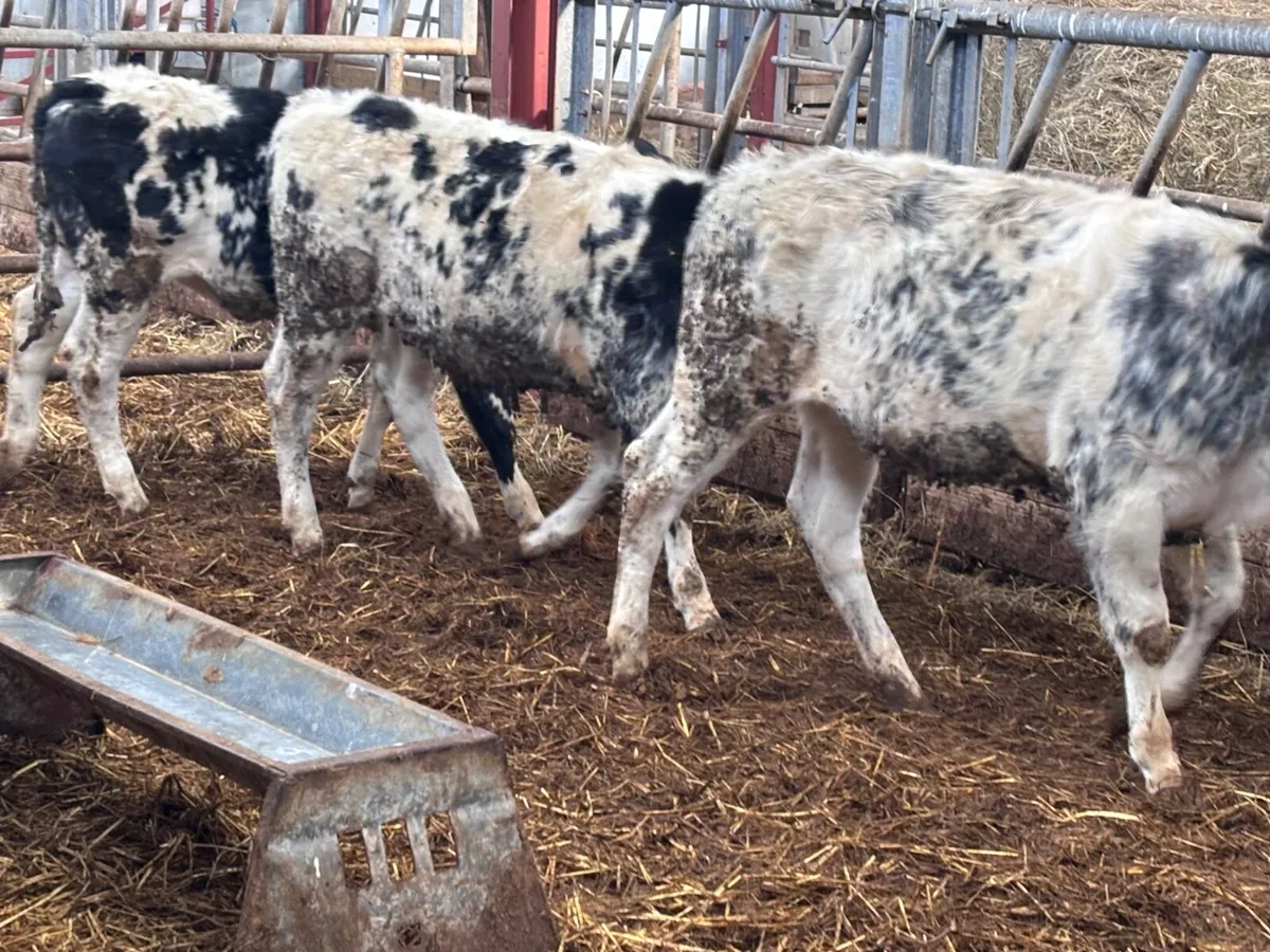 5 top quality weanlings for sale - Image 4