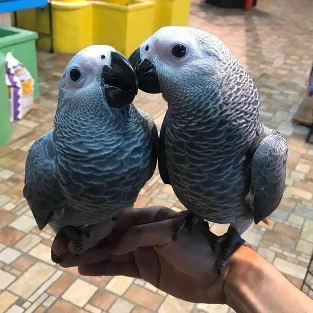 Africa grey parrot for sale - Image 2