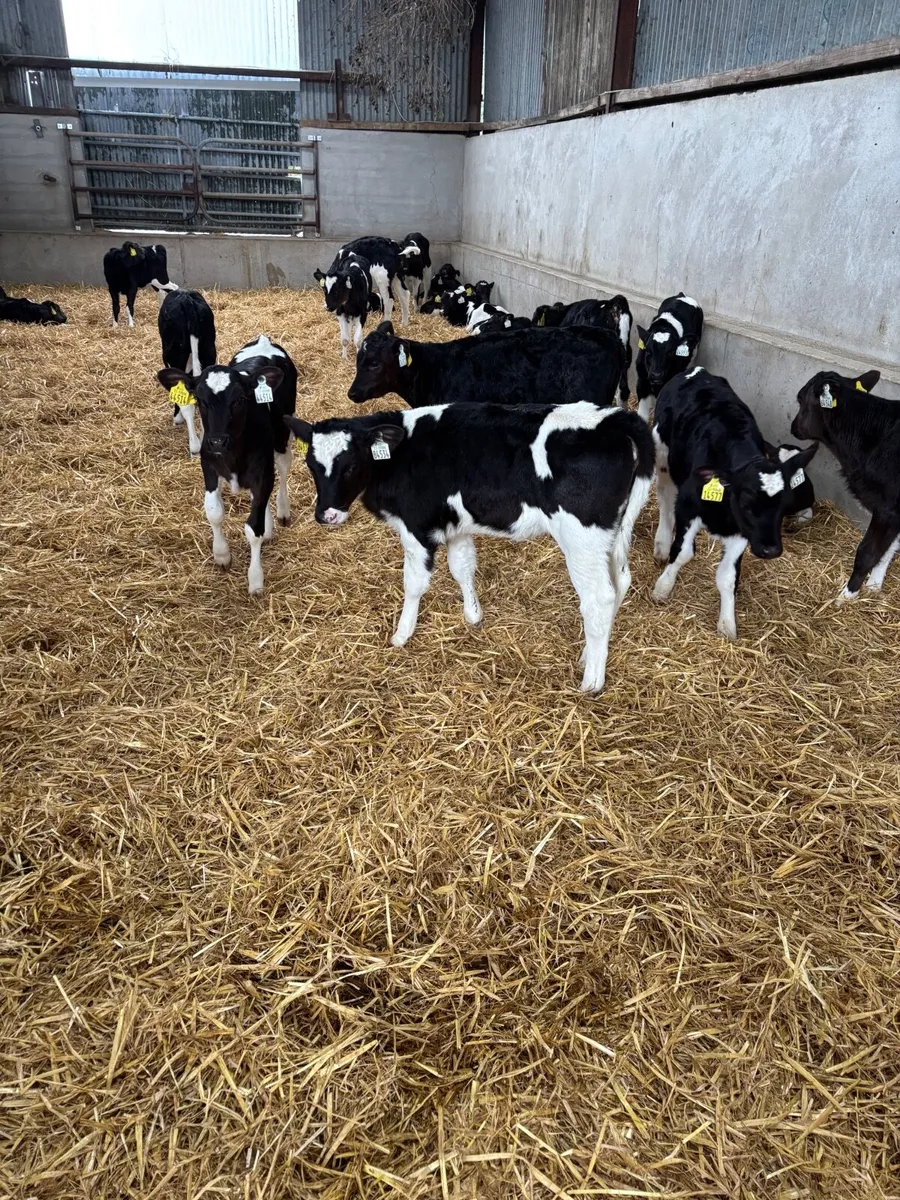 Calves - Image 2