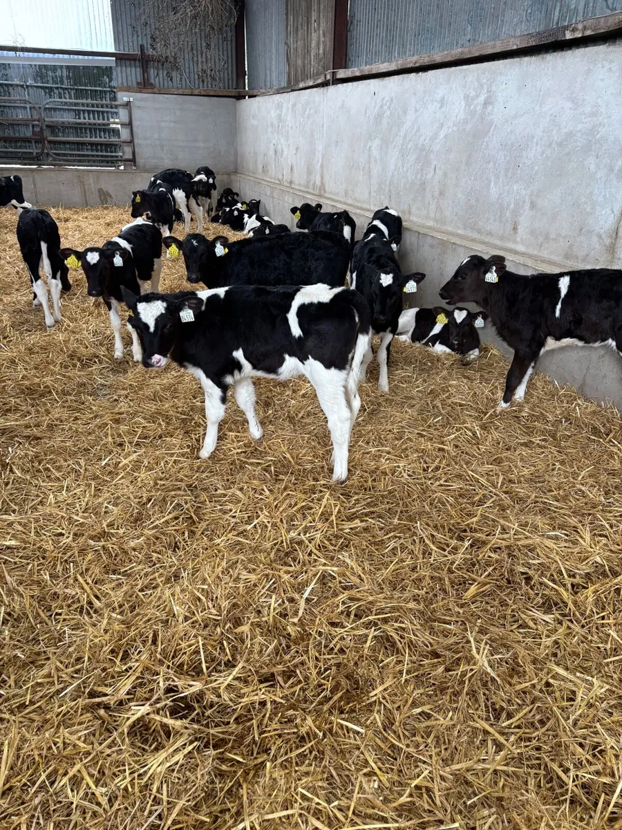 Calves - Image 3