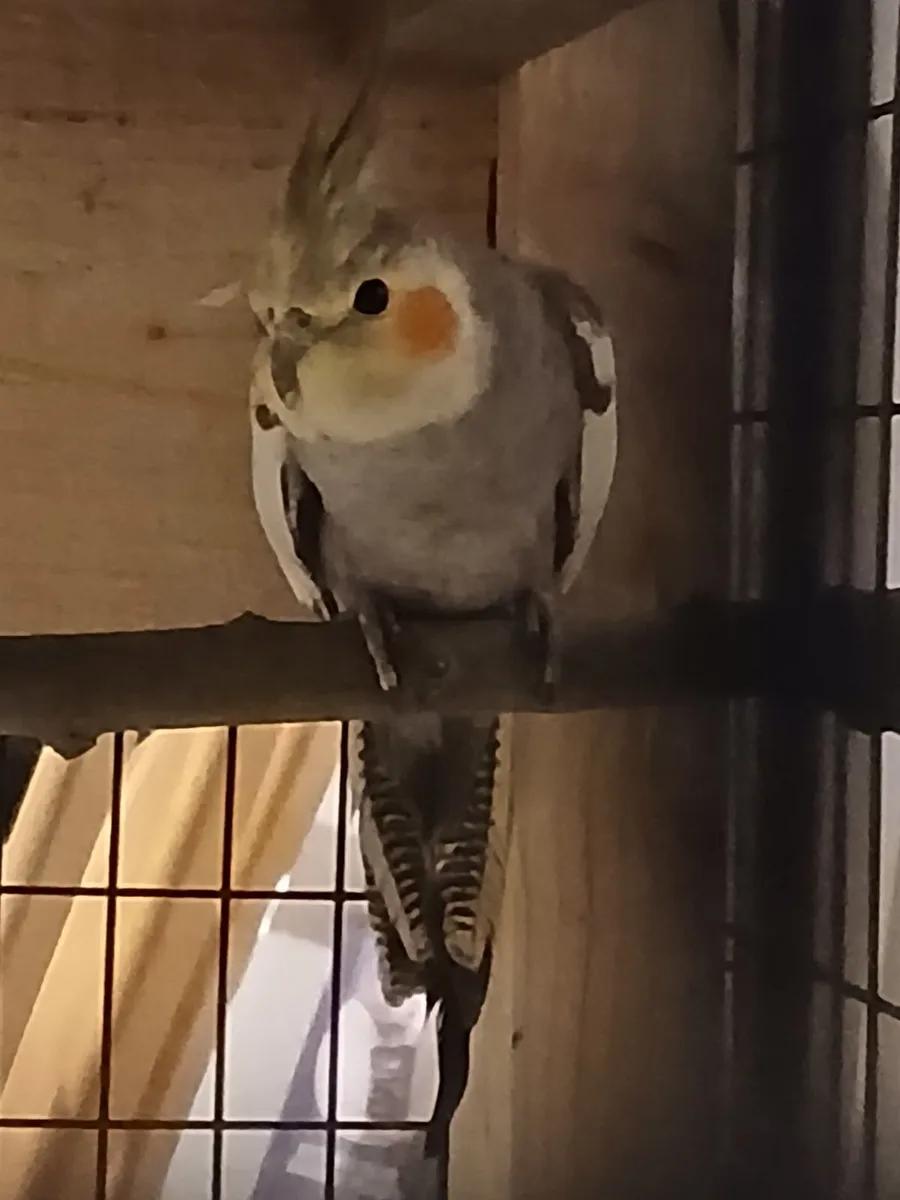 Cockatiel male for sale €60 - Image 1