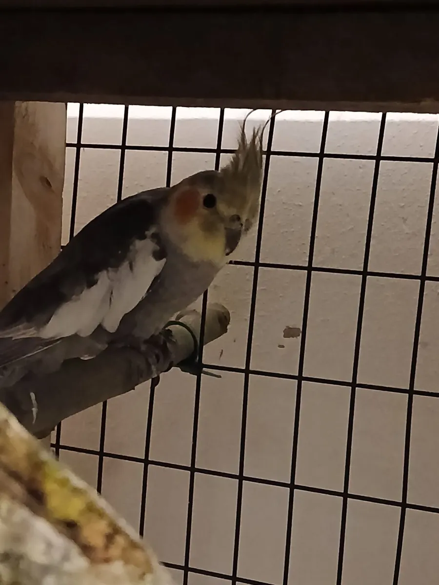 Cockatiel male for sale €60 - Image 2