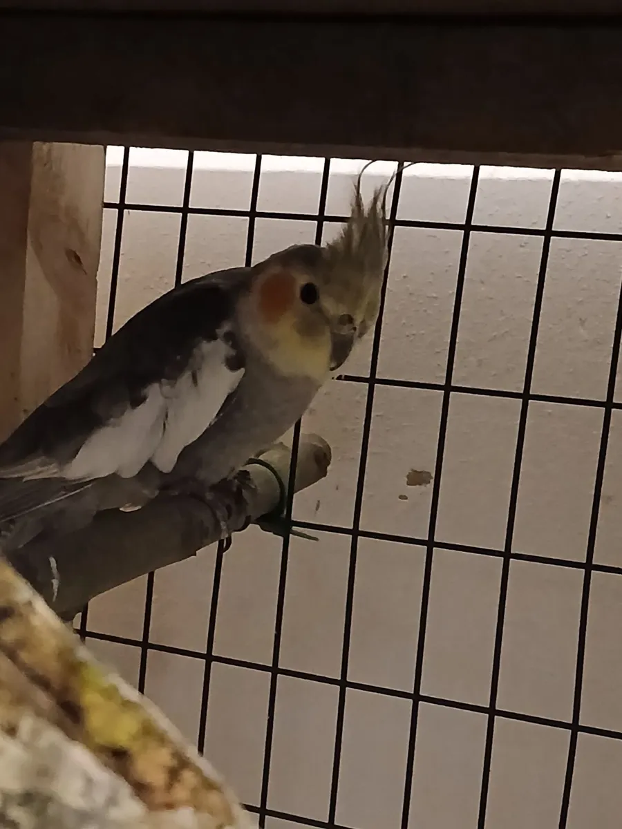 Cockatiel male for sale €60 - Image 4