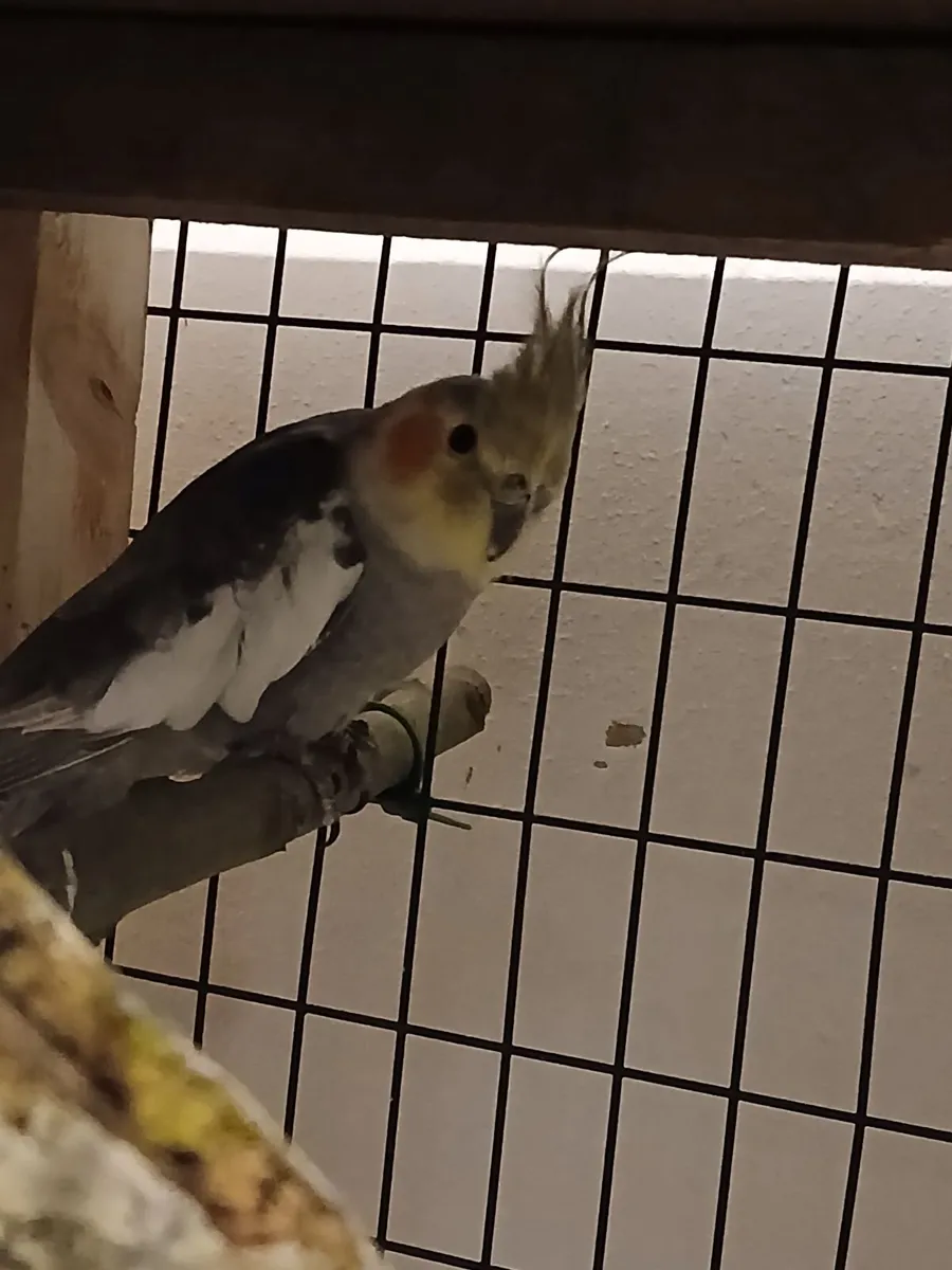 Cockatiel male for sale €60 - Image 3