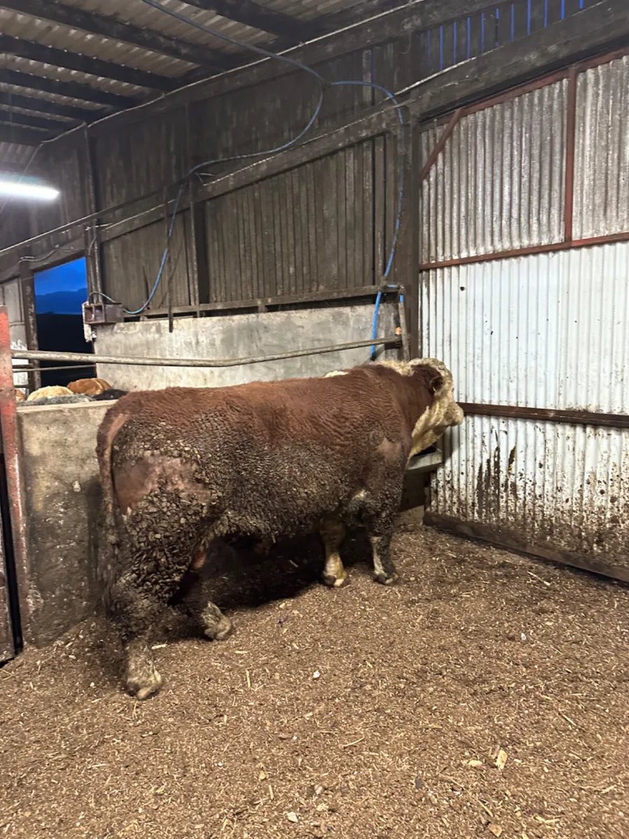 Pedigree Hereford bull - Image 3