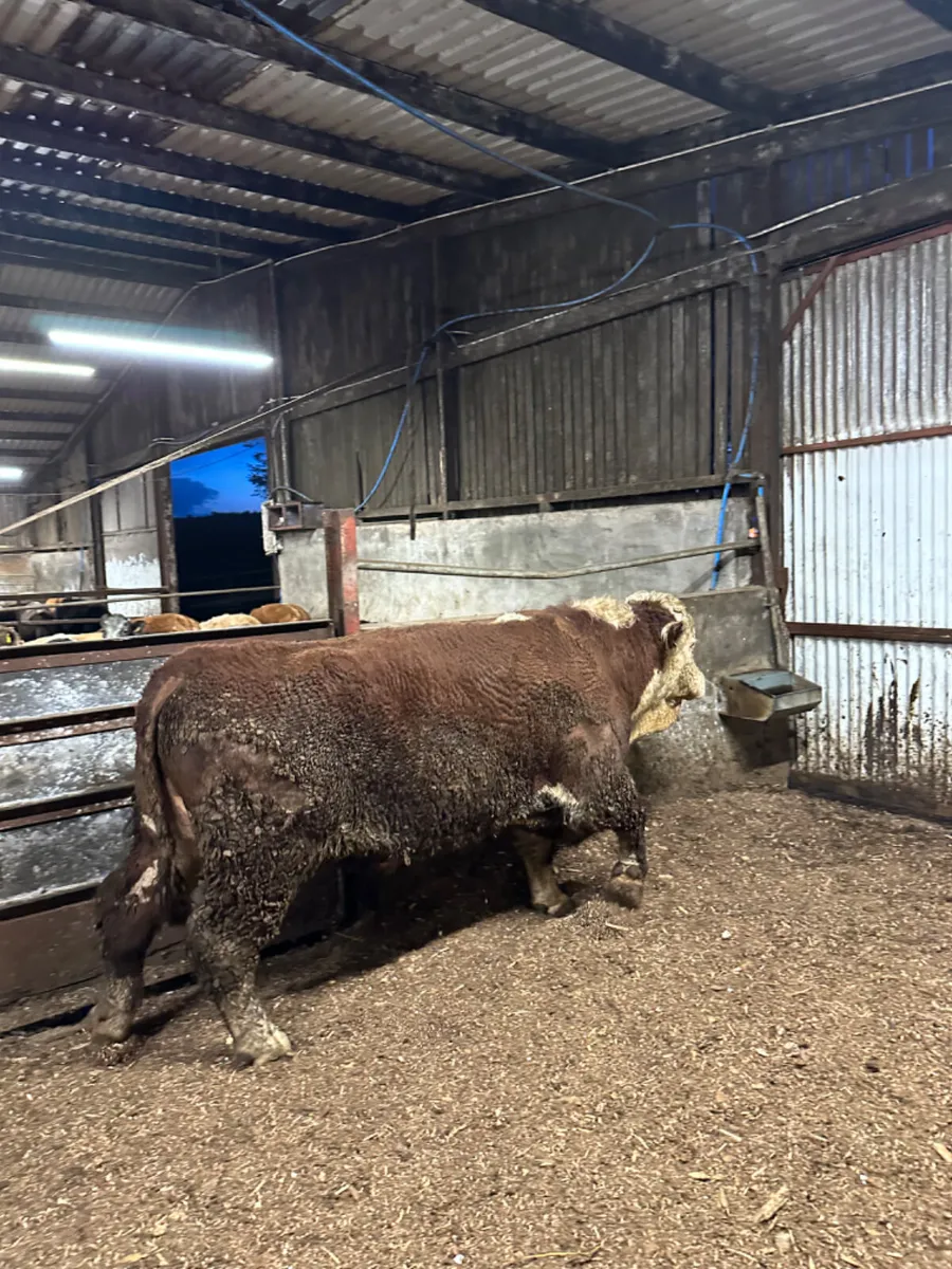 Pedigree Hereford bull - Image 2