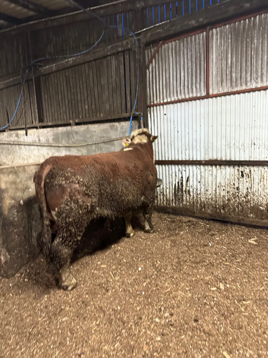 Pedigree Hereford bull - Image 1
