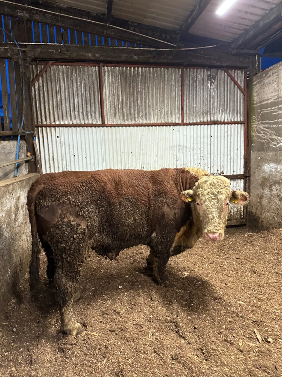 Pedigree Hereford bull - Image 4