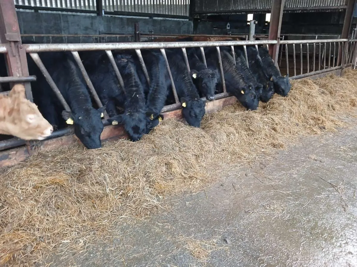 9 Aberdeen angus bullocks - Image 4