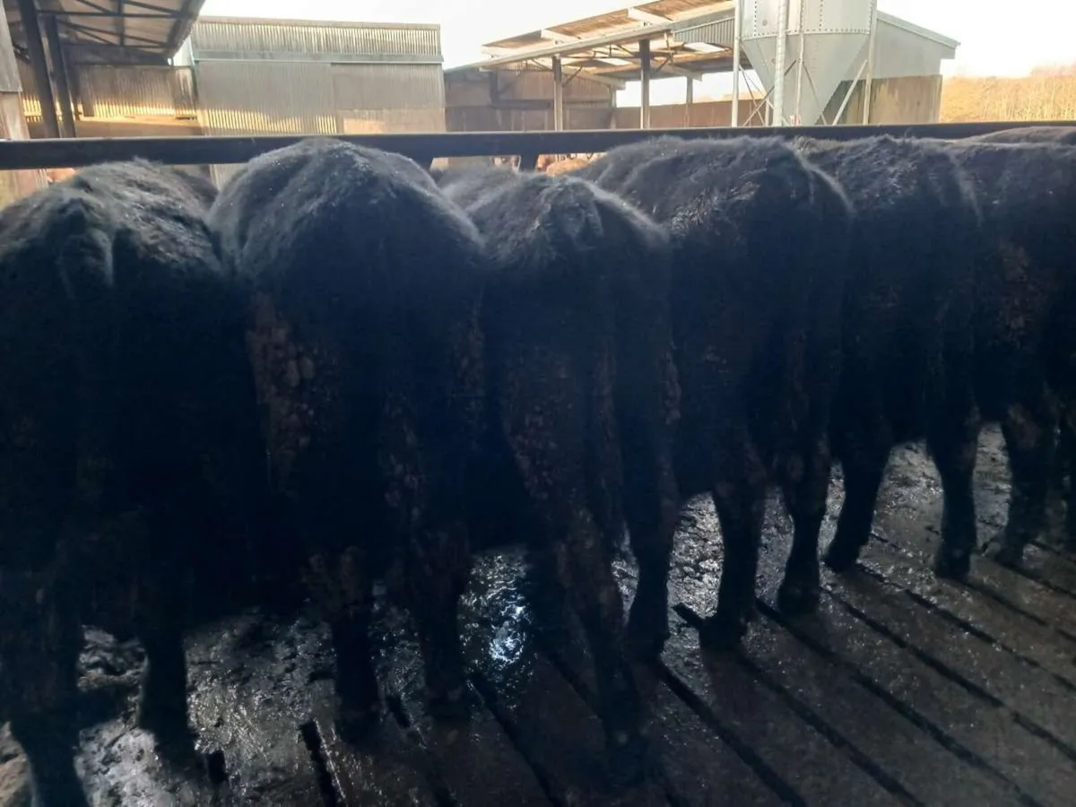 9 Aberdeen angus bullocks - Image 1