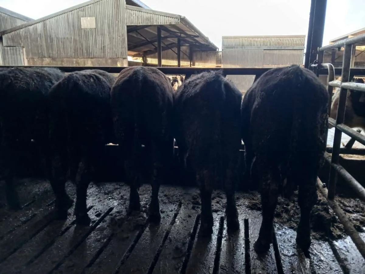 9 Aberdeen angus bullocks - Image 2