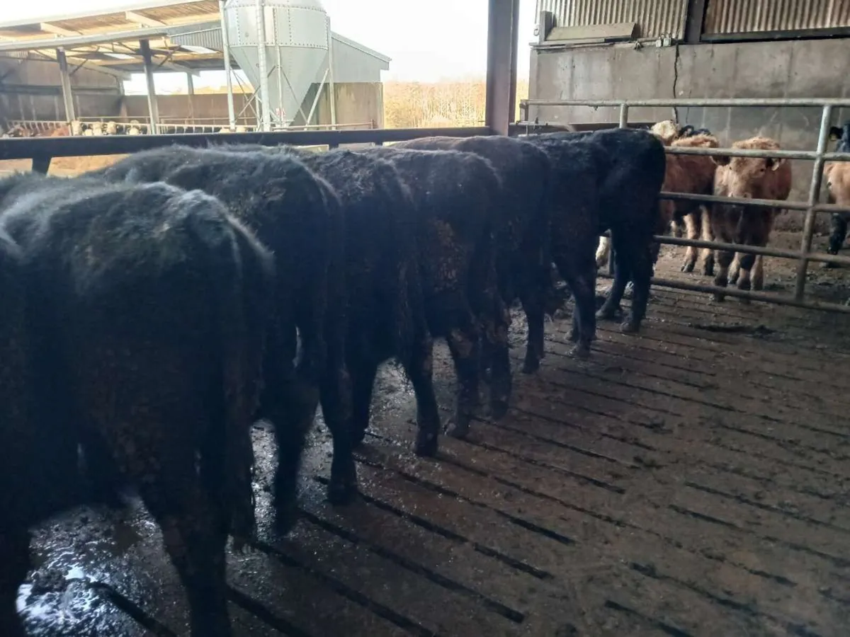 9 Aberdeen angus bullocks - Image 3