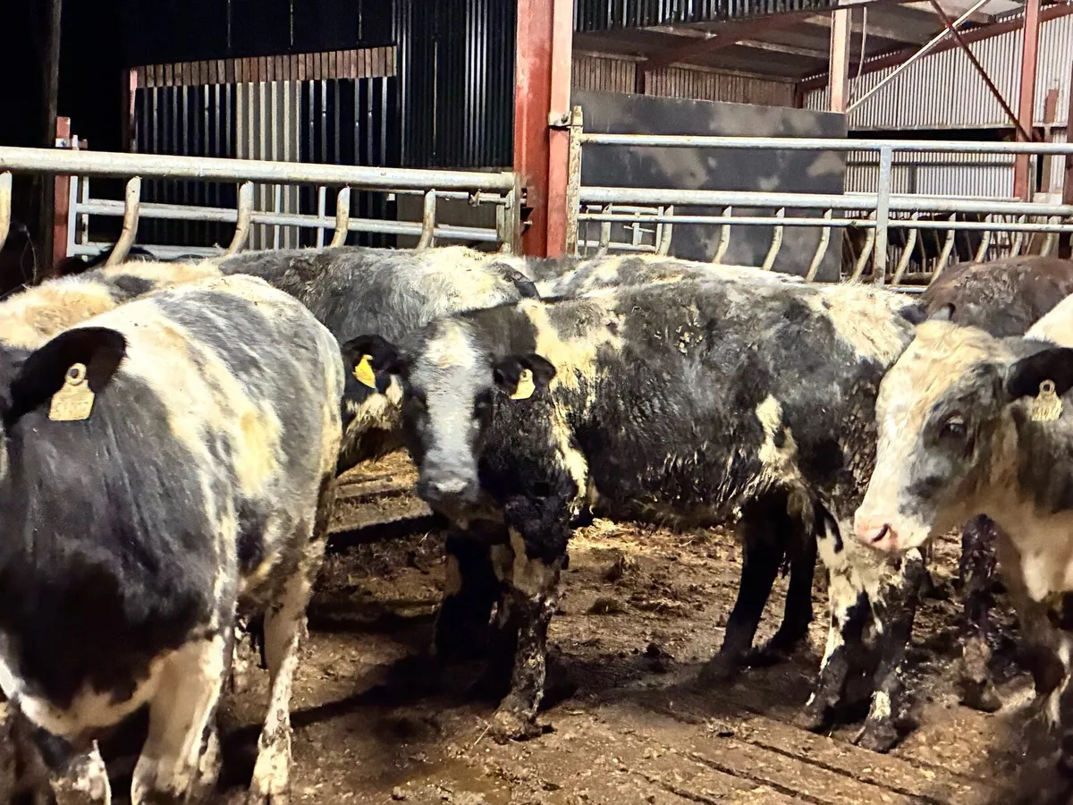 14 smashing Belgium blue heifer for sale - Image 1