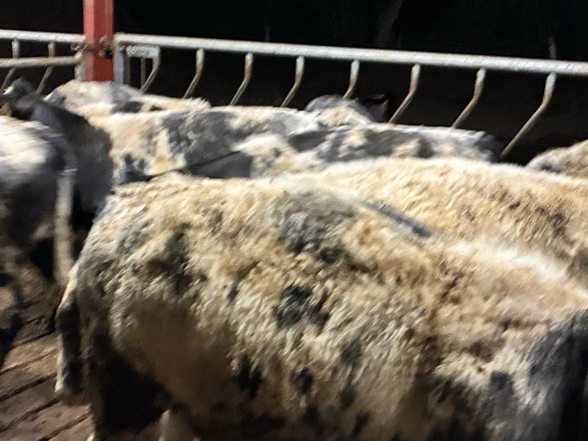 14 smashing Belgium blue heifer for sale - Image 2