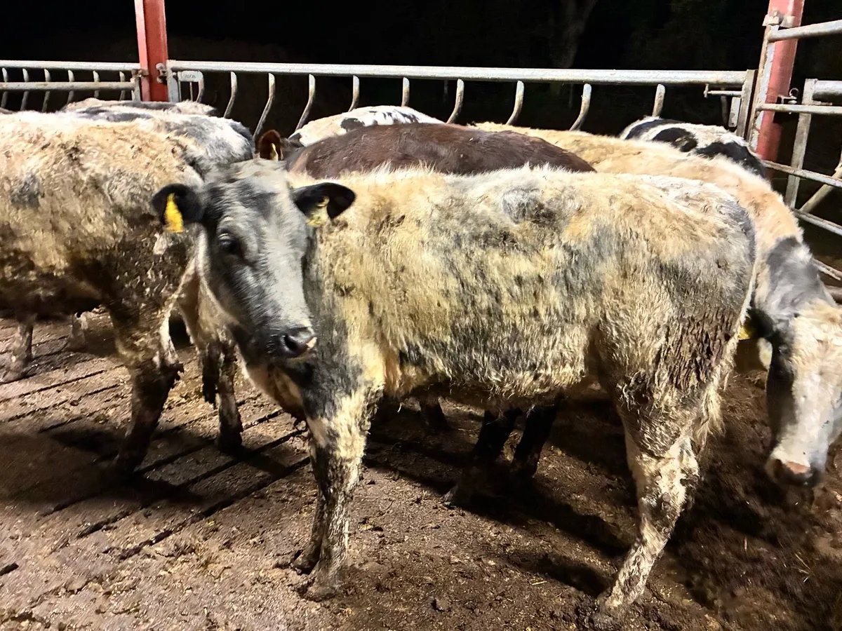 14 smashing Belgium blue heifer for sale - Image 3