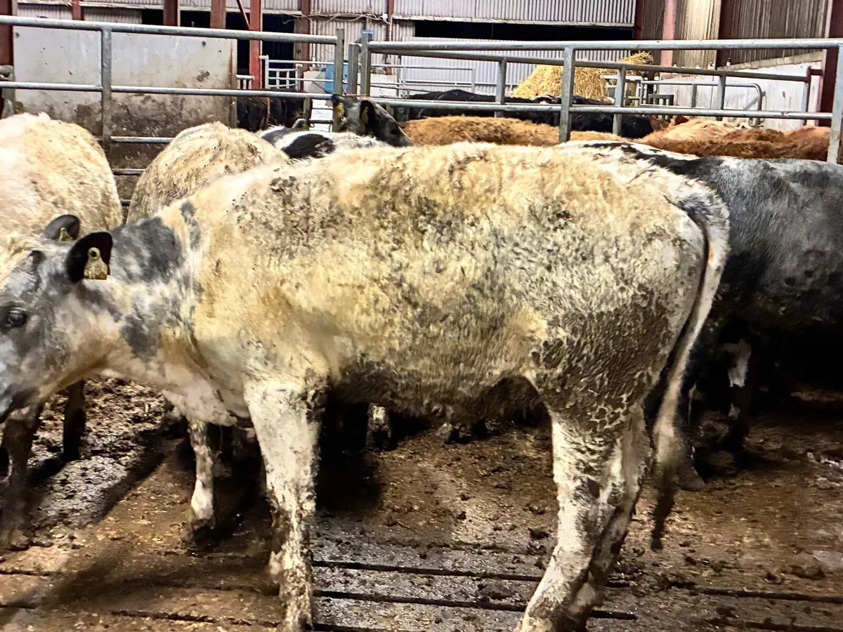 14 smashing Belgium blue heifer for sale - Image 4