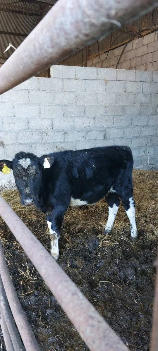 6 month fr heifer  calf - Image 1