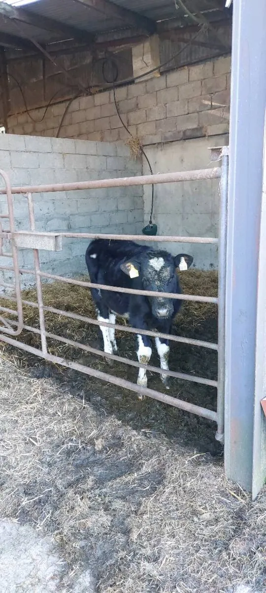 6 month fr heifer  calf - Image 2