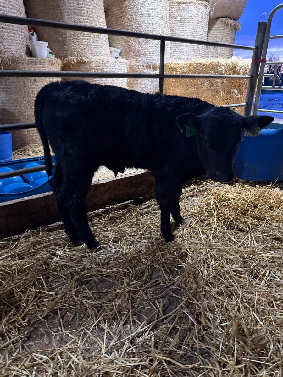 12 Angus bull calves - Image 3