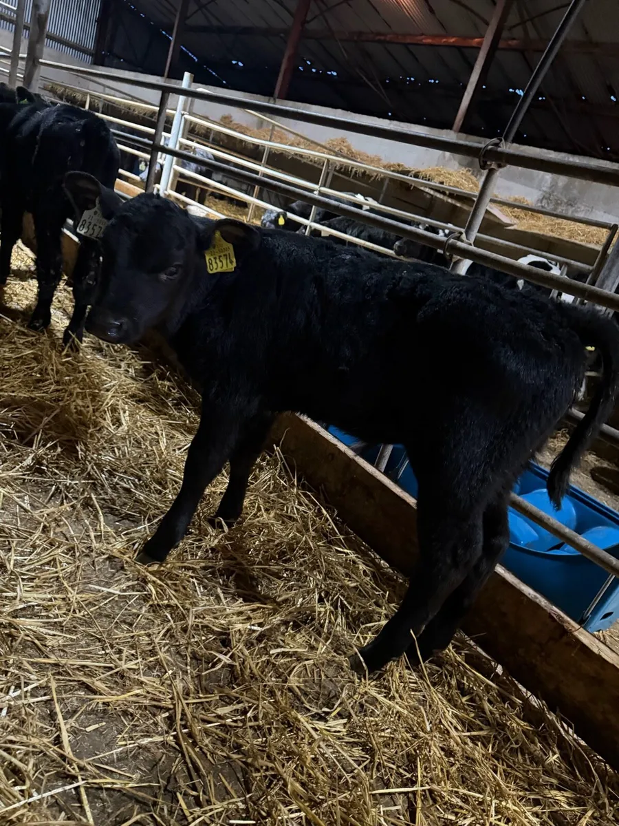 12 Angus bull calves - Image 4