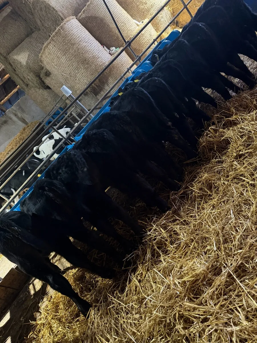 12 Angus bull calves - Image 1