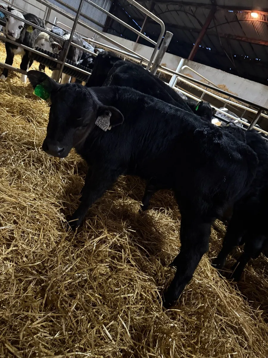 12 Angus bull calves - Image 2