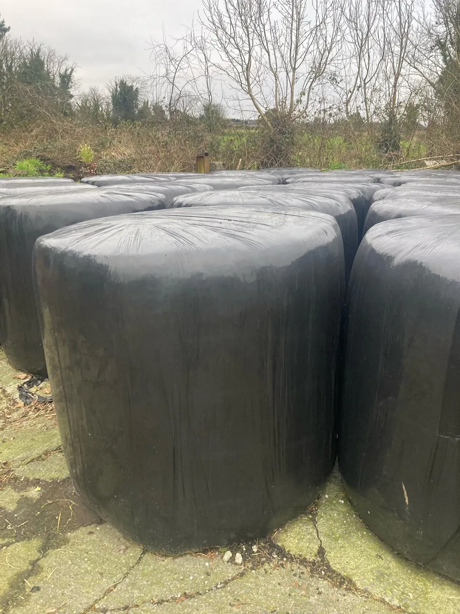 Round Silage Bales - Image 1