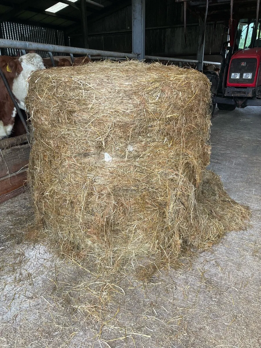 Round Silage Bales - Image 2