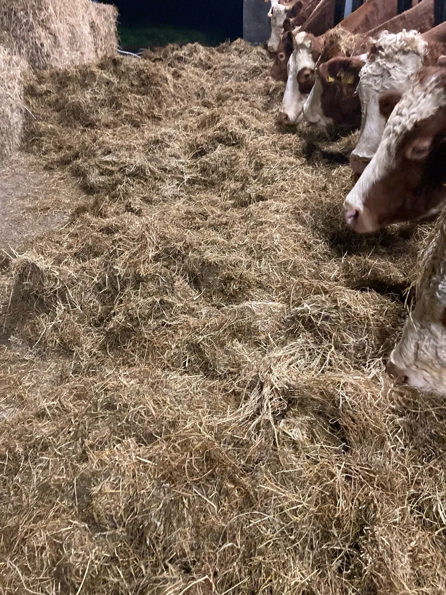 Round Silage Bales - Image 3