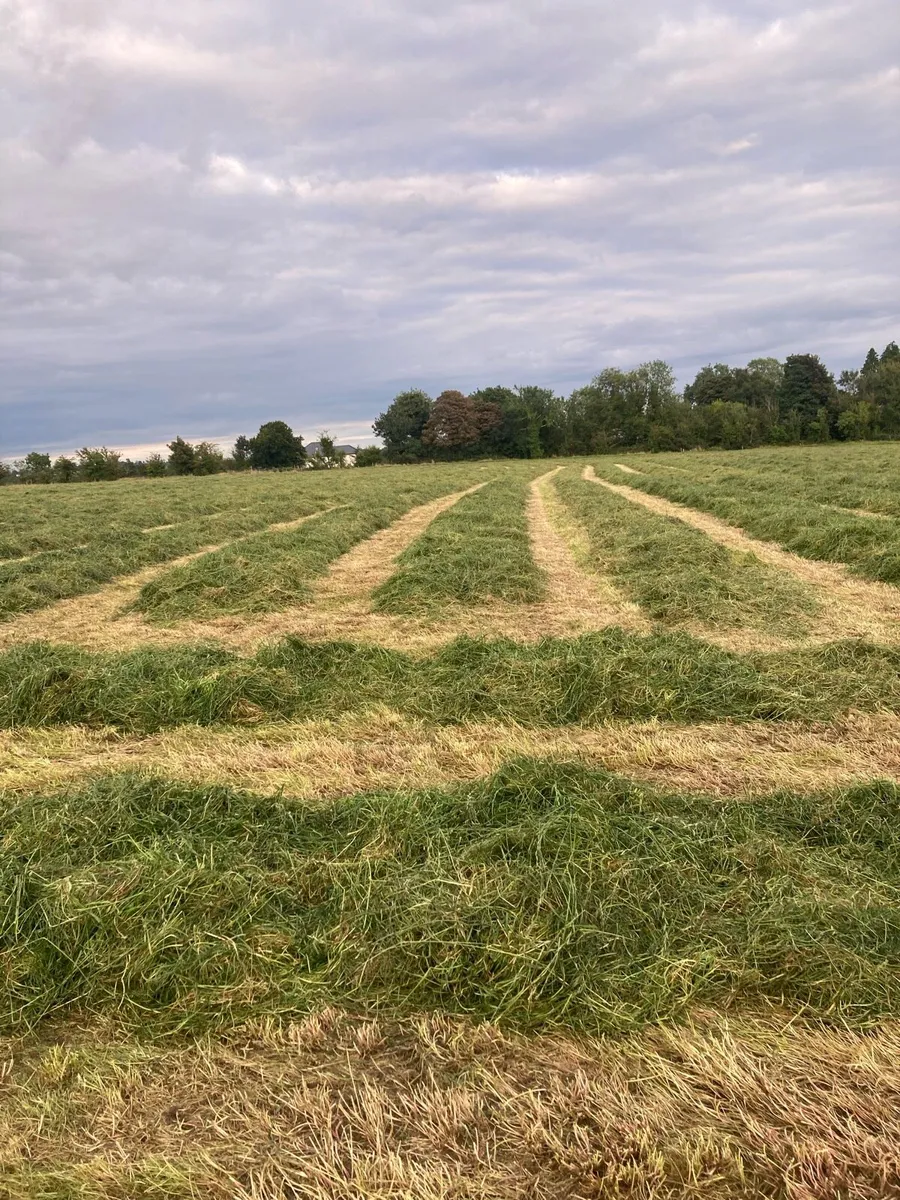 Round Silage Bales - Image 4