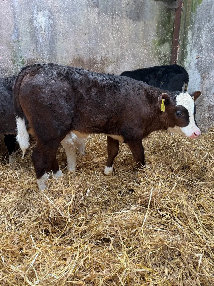 4 Simmental bull calves - Image 1